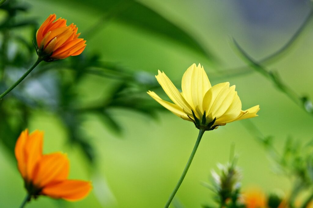 flowers, flora, flower wallpaper, nature, beautiful flowers, flower background, cosmos