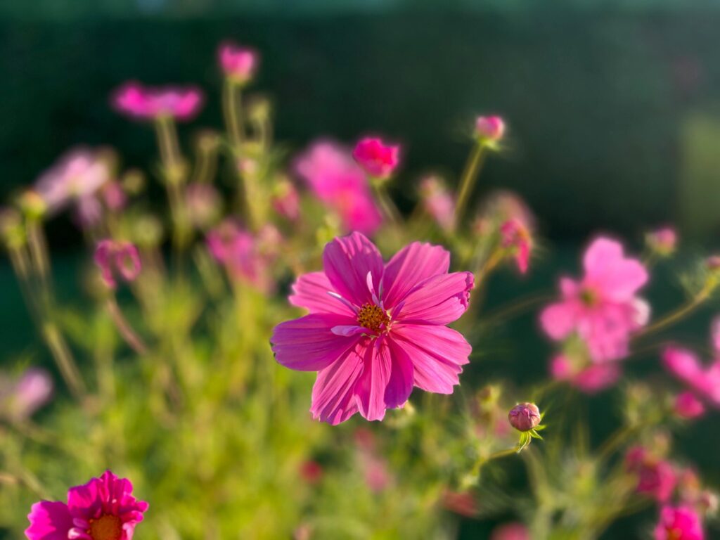 Bright pink cosmos flowers captured in a garden setting, showcasing vibrant colors and soft focus.